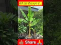 केले का पेड़ किस दिशा में लगाना शुभ होता है #shorts #bhajan #ytshorts