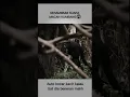 Download Lagu suara ngeri macan kumbang