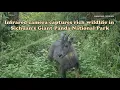 Infrared camera captures rich wildlife in Sichuan s Giant Panda National Park
