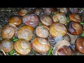 Download Lagu Snails And Bugs With A Giant Toad In The Garden | Pop Snails ANd Toad | Sann Pisetha