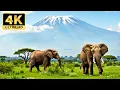 Download Lagu Vibrant Wildlife in 4K: Stunning Nature Scenes with Calming Music