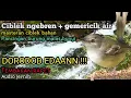 Download Lagu Masteran Suara burung ciblek ngebren + suara air mengelair