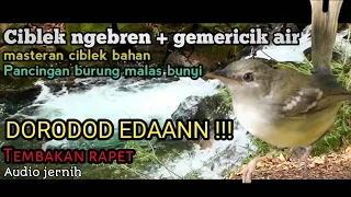 masteran suara burung ciblek ngebren suara air mengelair
