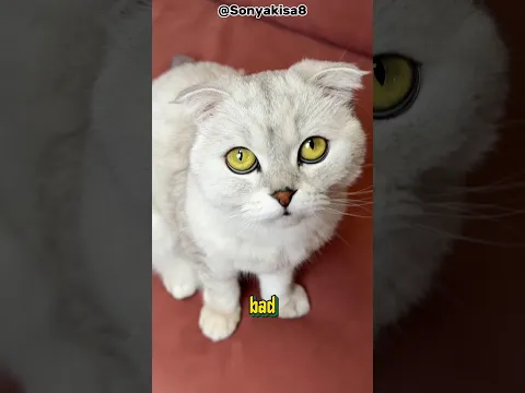 He Scratched It Again?!