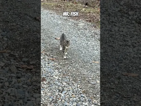 Nature Walks with my cat named Fish 😼🐿️