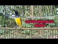 Download Lagu Pancingan sogon malas bunyi paling ampuh labgsung nyaut #pancingansogon #sogon #sogongacor 