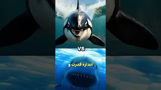 نبرد نهنگ قاتل و کوسه سفید بزرگ چه کسی برنده می شود 