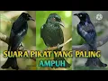 Download Lagu suara burung srigunting ribut terbaru yang paling ampuh 💯%