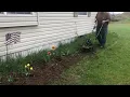 Menards Masterforce 80v cultivator tiller