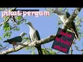 Lagu suara burung pergam/mp3 pergam