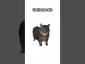 Part 9 Spinning Cat Meme | #fyp #trend #trending #meme #cat #spinningcat #memesdaily #vibe