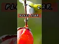 Download Lagu PLECI DI ALAM LIAR MEMANG LEBIH CANTIK #pleci #birds #bird #nature #short #shorts
