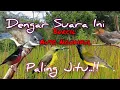 Download Lagu Suara Pikat Burcil Ribut Kejepit Paling jitu