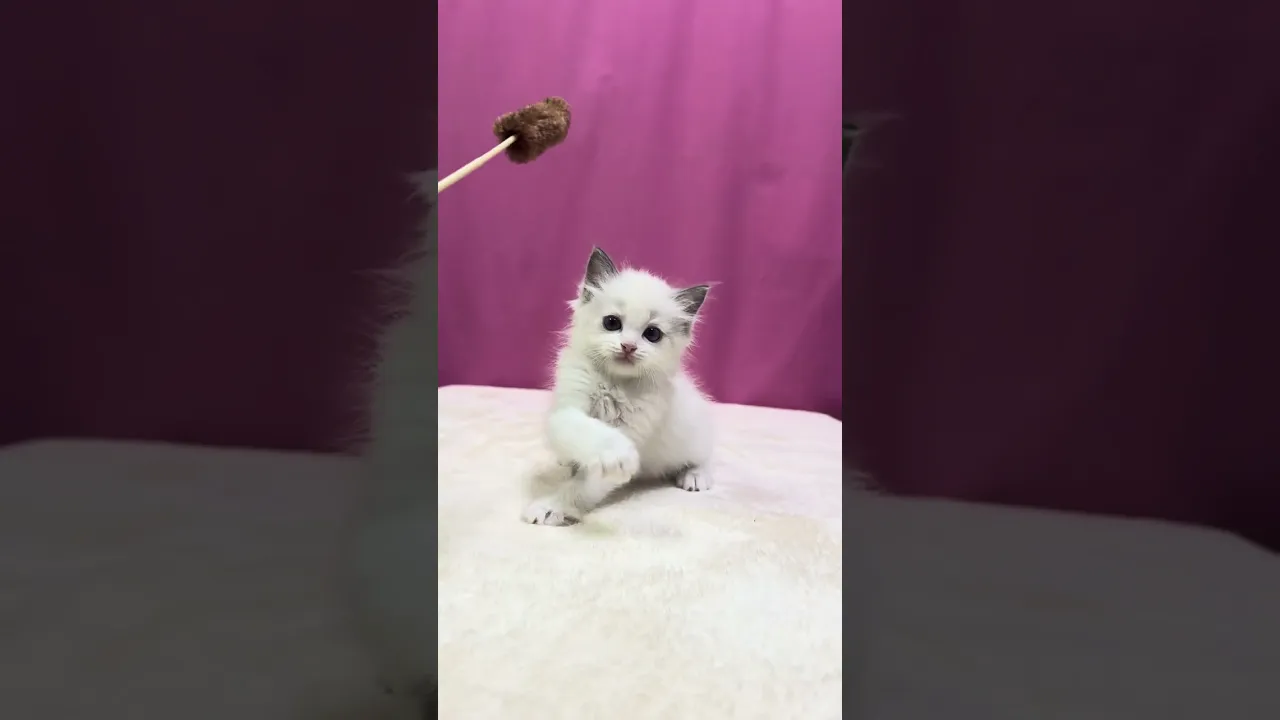 動画