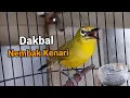 Download Lagu Pleci Dakun Bali Isian Kenari Cocok Untuk Masteran