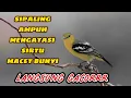 Download Lagu masteran sirtu/cipoh paling ampuh untuk mengatasi sirtu yang macet bunyi