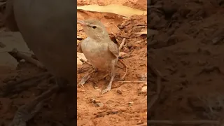 طيور الدخل والشول والصرد  دندنها