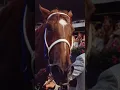 #funny #secretariat #horse #besthorse #legend #memes #cute
