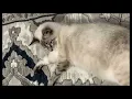 Lynx Point Siamese Transformation from 7 week old Kitten to almost 2 year old Cat
