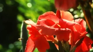 نجلاء فتحي   حبيبي يا احمد دندنها