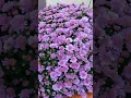 Download Lagu Chrysanthemen #shorts #autumn #beautifull #colourfulflowers # #Chrysanthemums #europapark