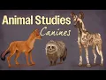 Download Lagu Learning Through Drawing Dhole, African Wild Dog, Bat Eared Fox and Japanese Raccoon Dog