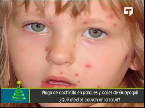 Plaga de cochinilla en parques y calles de Guayaquil ¿Qué efectos causan en la salud?