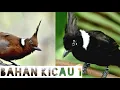 Download Lagu Pancingan Cililin Bahan \u0026 Masteran Cililin Gacor ( Jeda ) Mudah \u0026 Gampang Masuk Untuk Masteran Murai
