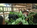 Download Lagu INI PAK DUWI PERLU DI CONTOH haya ngaduh  kambing jadi sukses
