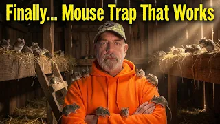 Mouse and Rat Traps That Actually Work