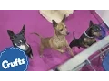 Miniature Pinscher Crufts Breed Information
