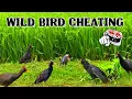 Download Lagu Wild Bird Call Hunting Action 🐦🎶 | #RuakRuakKing #WildHunting#sabscribe now 