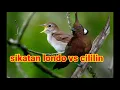 Download Lagu sikatan Londo vs cililin