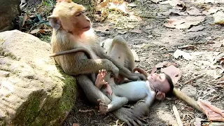 o m g whats adult doing very little baby monkey like this so heavy playing 