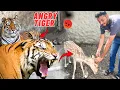 Download Lagu TIGER OR DEER DONU GUSSEY ME Q? Big zoo me animals kese hein? Pets vlog