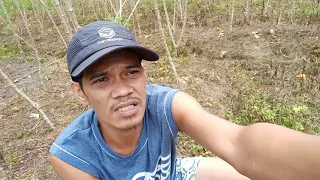 sp respon biar walet ramai datang sudah siapkah rbw anda