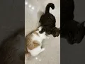 Download Lagu Yuli \u0026 Tiger gallery #1 🐈🐈‍⬛