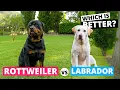Rottweiler vs Labrador Which is Better