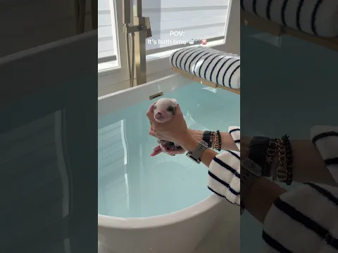 It’s bath time! #minipig #piglets #piggy #cute #asmrsounds #shorts