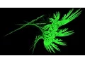 Nice Graphical effect with Barnsley Fern Fractal algorithm python with source code