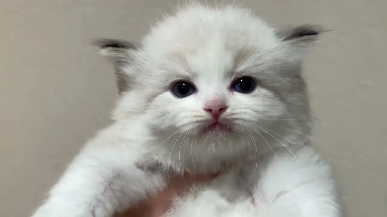 動画