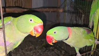 New Video Mithu Parrot Talking So Beautiful 😍 
