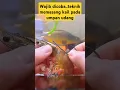 Download Lagu Wajib Dicoba..teknik memasang kail pada umpan udang
