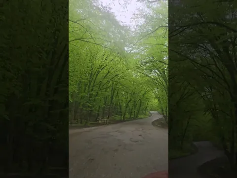 ⛰️ Лесная Дорога