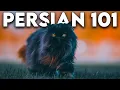 Persian Cat 101 - Literally Everything You Need To Know Updated