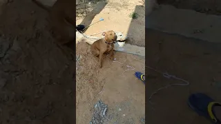 تشريس الكلب الجزء الاول دندنها