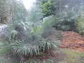 Download Lagu Neglected Palm trees can look good too