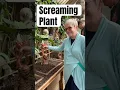 Lagu Screaming Mandrake Plant Harry Potter #harrypotter #viral