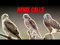 10 Common Hawk Calls No Narration