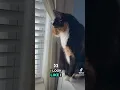 Download Lagu I might bite you😂 #cat #prettyfunny #cuteanimal #kitten #cutecat #petsrule #cutepet #cute